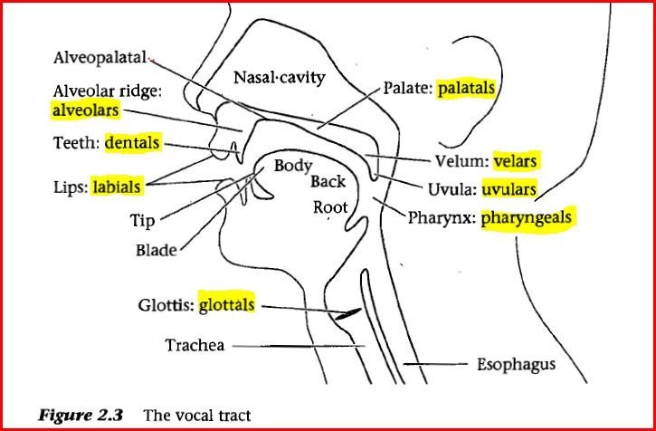phonology